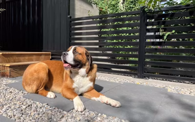How to Choose the Right Fence for Pet Safety and Containment in Alberta